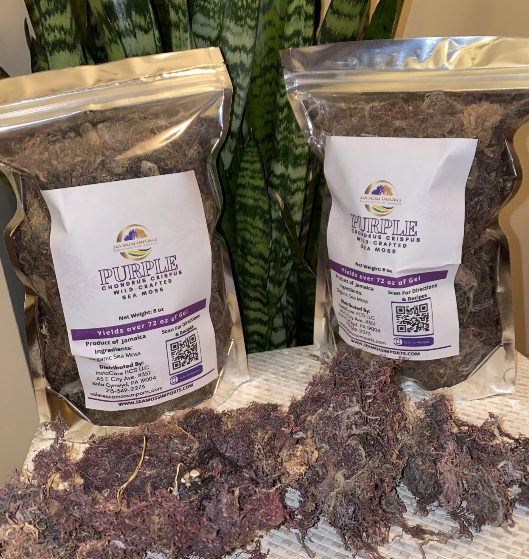 Raw Purple Sea Moss Bulk (8oz) Makes over 140OZ of Gel ...